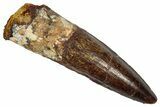 Fossil Spinosaurus Tooth - Real Dinosaur Tooth #346790-1